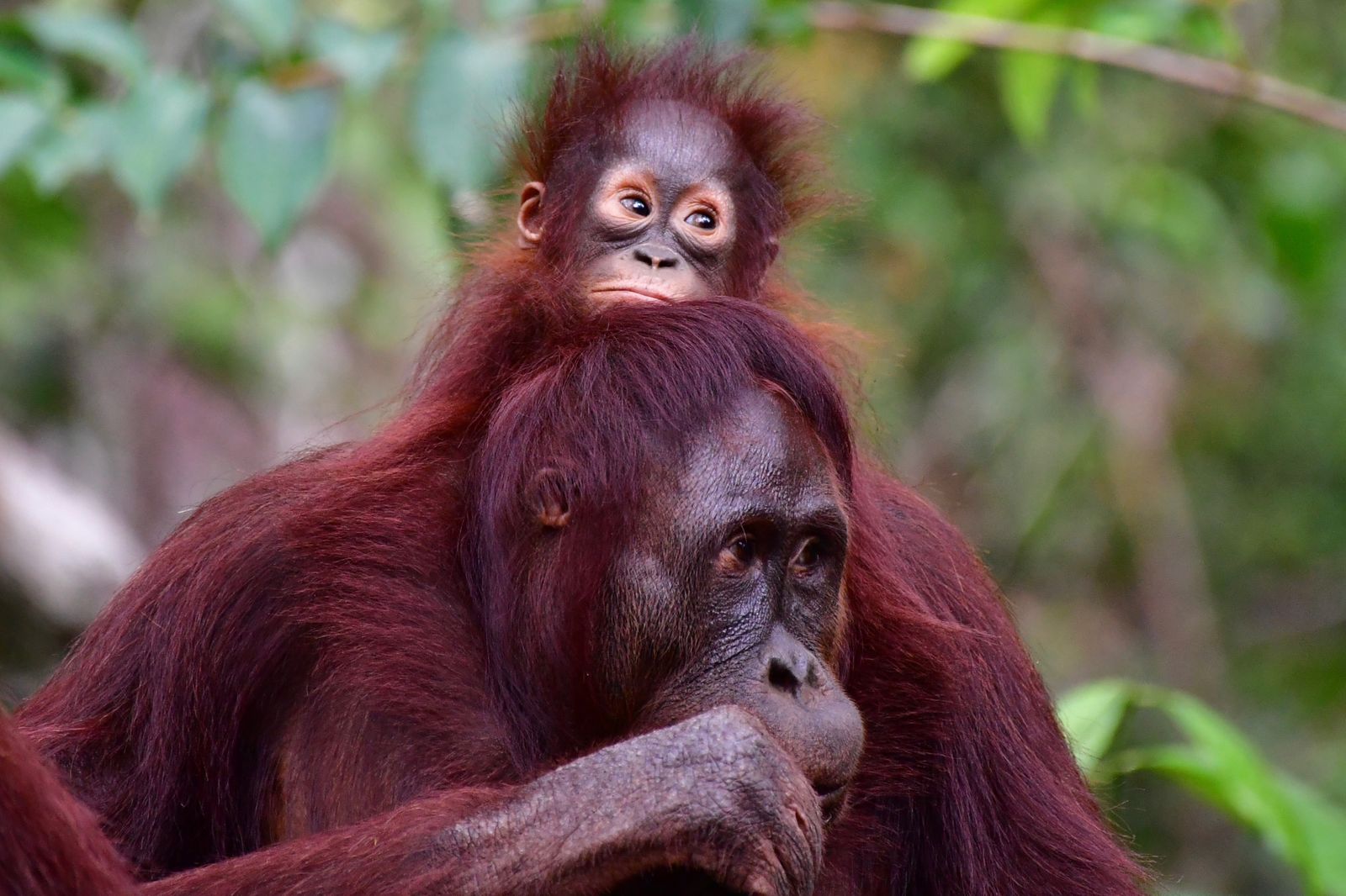 Orangutan Kalimantan (Pongo pygmaeus) di TN Tanjung Puting, Kalteng Tahun 2022