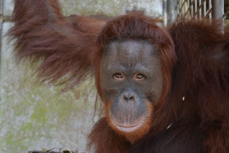 Amber (Betina, 16 Tahun)